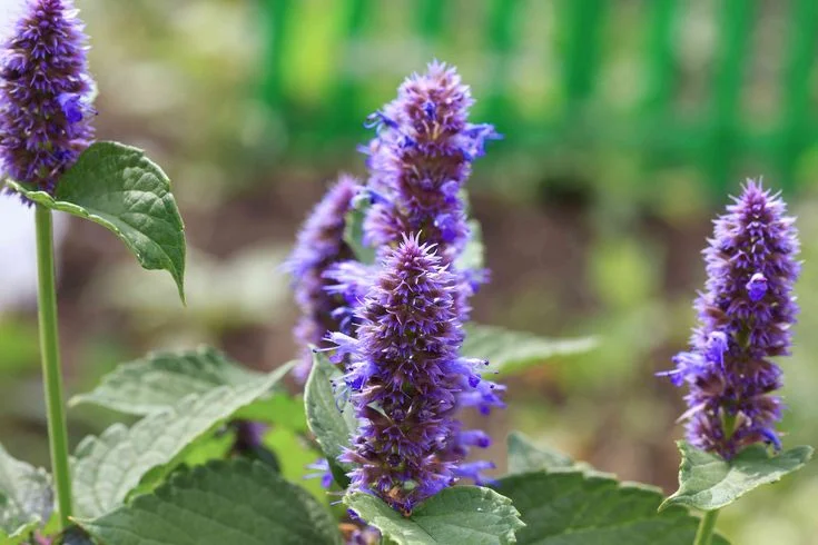 8. Lavender
