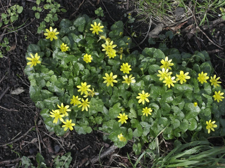 A small patch of bright yellow flowers blooming in the ground, adding a cheerful touch to the landscape.