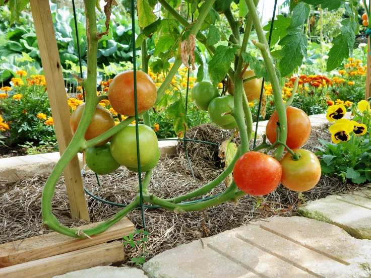 A tomato plant displaying vibrant green and ripe red tomatoes among lush green leaves.