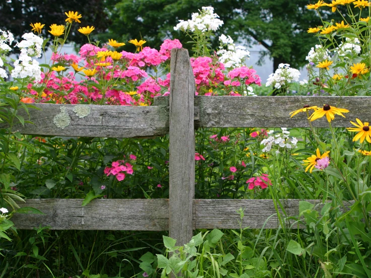 A wooden fence surrounded by colorful flowers and lush green grass in a sunny outdoor setting.