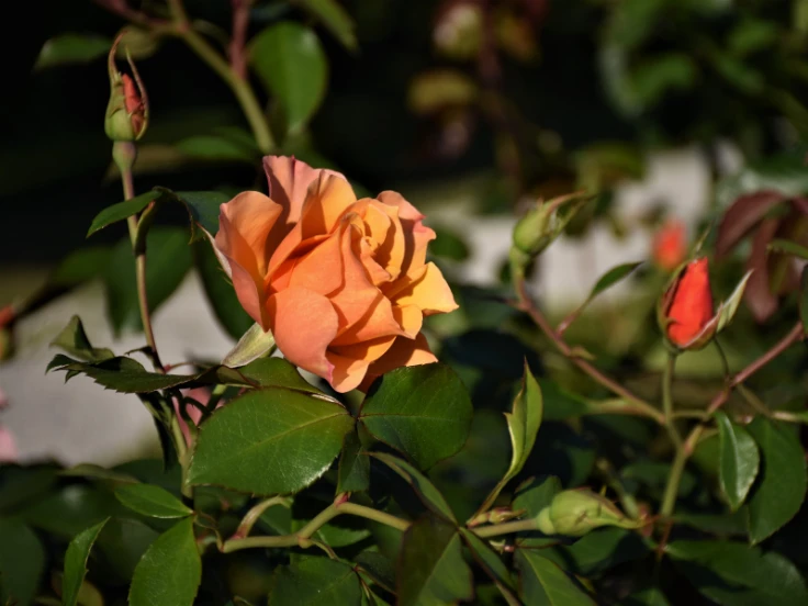 A vibrant orange rose blooming in a lush garden, surrounded by green leaves and soft sunlight.