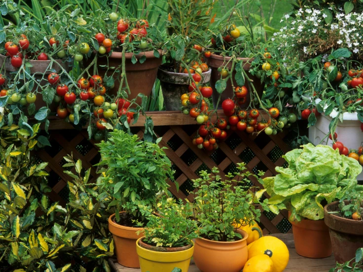 A vibrant garden filled with pots of ripe tomatoes and various other flourishing plants.