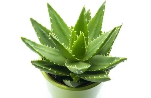 7. Aloe Vera