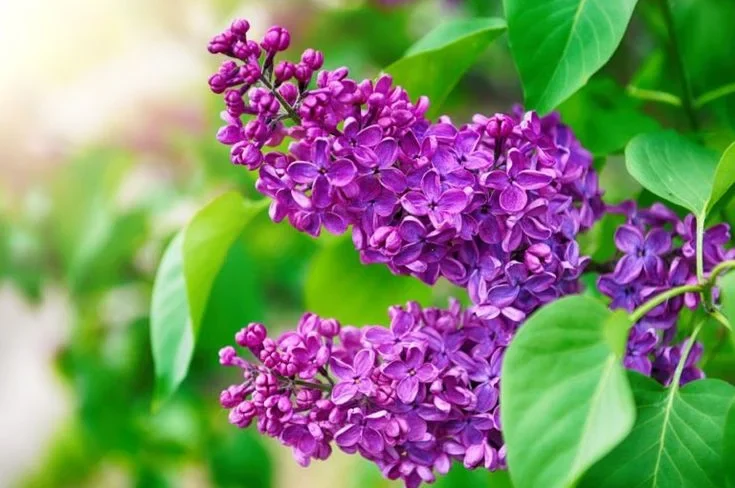 Ways to Use Purple Flowering Mint Plant