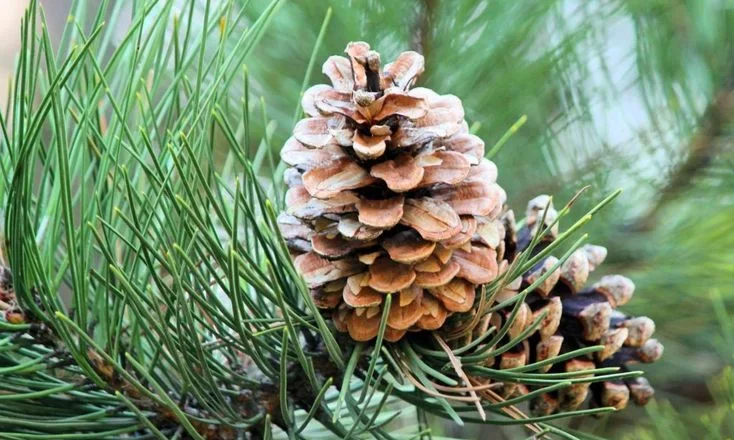 Best Time to Fertilize Pine Trees