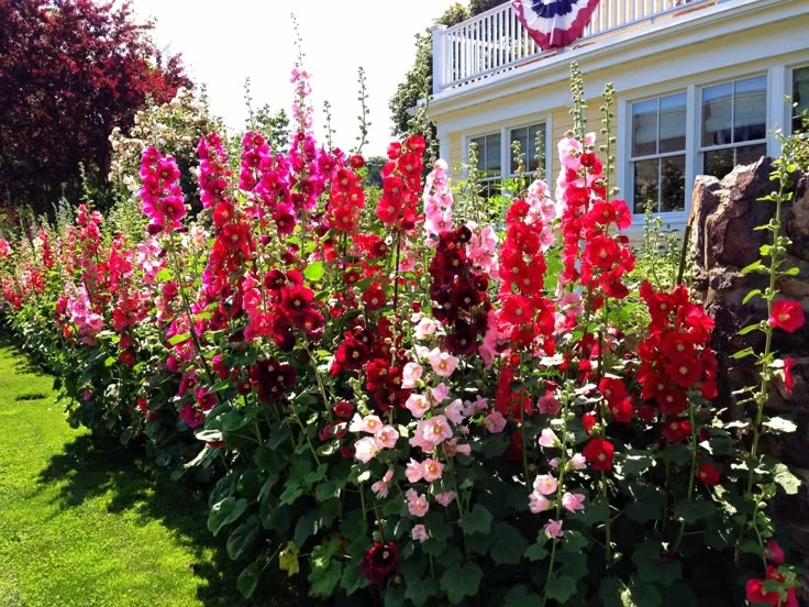Top 10 Stunning Plants with Tall Flowers