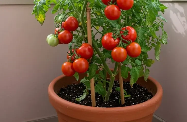 Watering and Feeding Your Indoor Tomato Plant