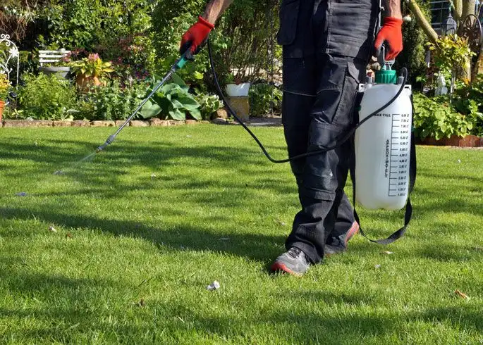 Watering and Maintenance After Fertilizing