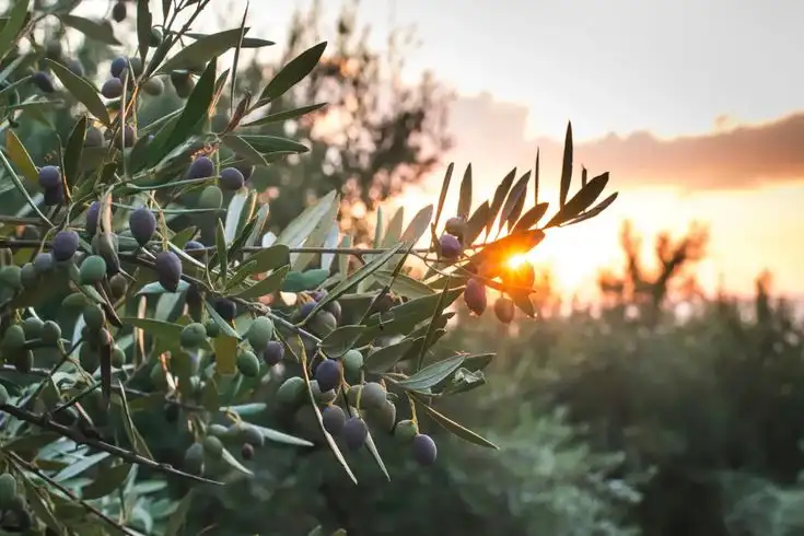 Types of Fertilizer for Olives