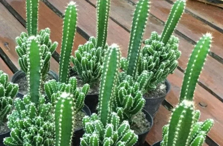 Fertilizer for Cactus Plant: Additional Tips for Healthy Cactus Growth