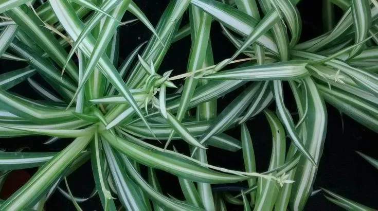 Common Misconceptions About Spider Plant Flowers