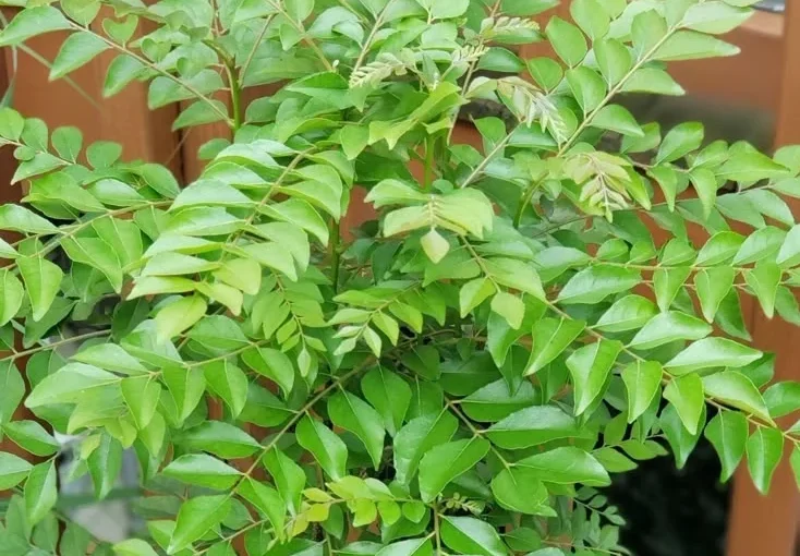 Best Fertilizer Combination for Lush Growth