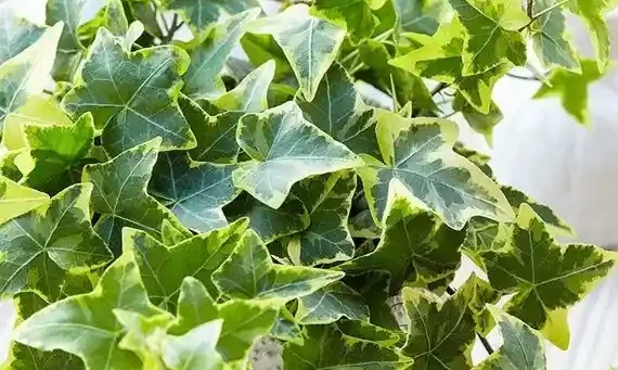 Propagation and Styling Tips