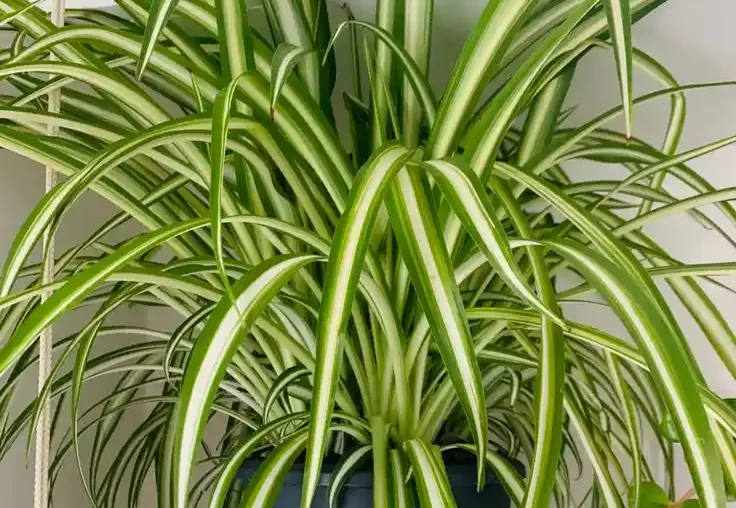 Additional Care Tips