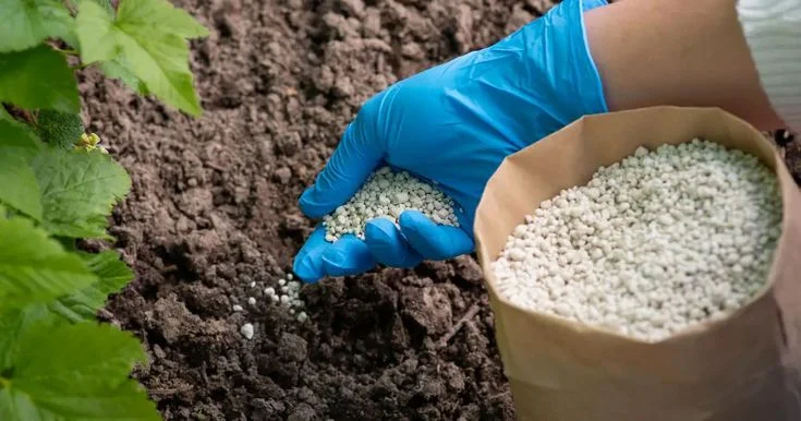 Types of Plant Food