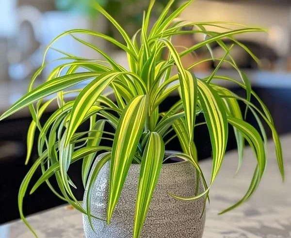 Ideal Growing Conditions: How to Care for Spider Plants Indoors