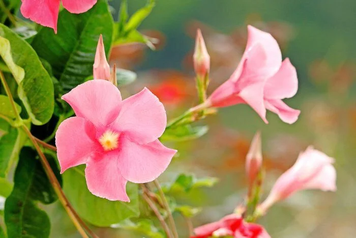 Best Fertilizer for Mandevilla Plant