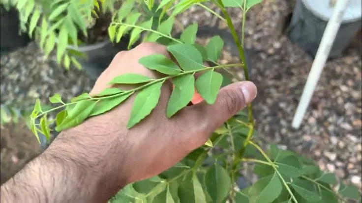 Best Fertilizer for Curry Leaf Plant