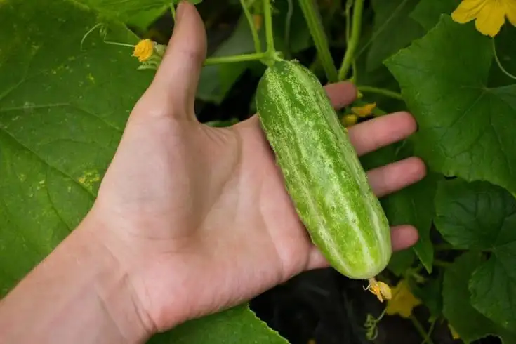 Best Time to Fertilize Cucumber Plants