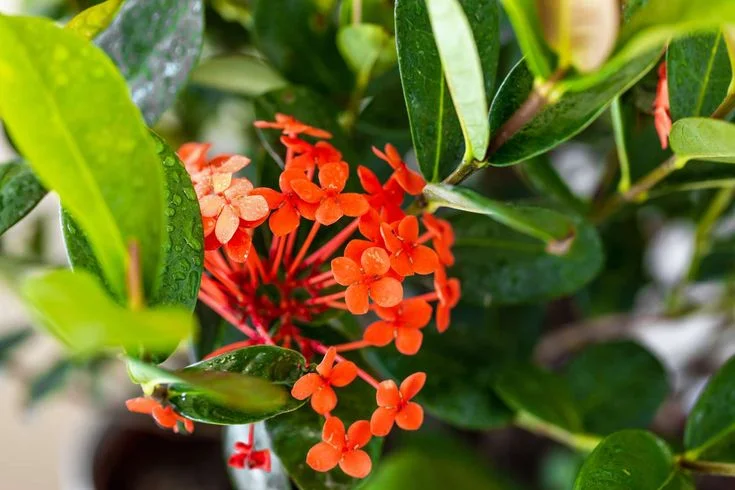 How to Apply Ixora Plant Fertilizer