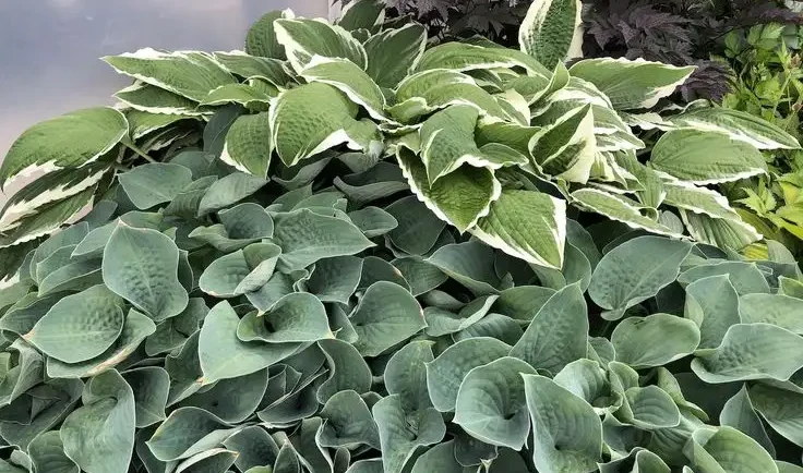 Additional Tips for Healthy Hosta Growth