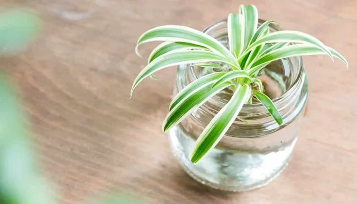 How to Grow Spider Plants in Water