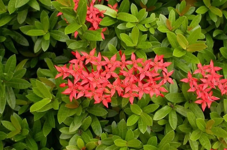 Common Fertilizing Mistakes to Avoid