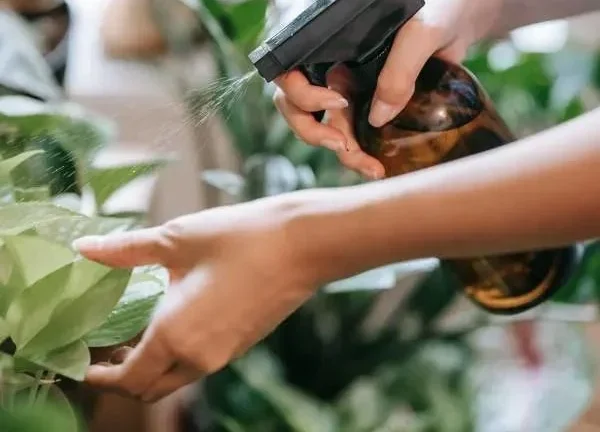 How to Identify Indoor Plant Flies