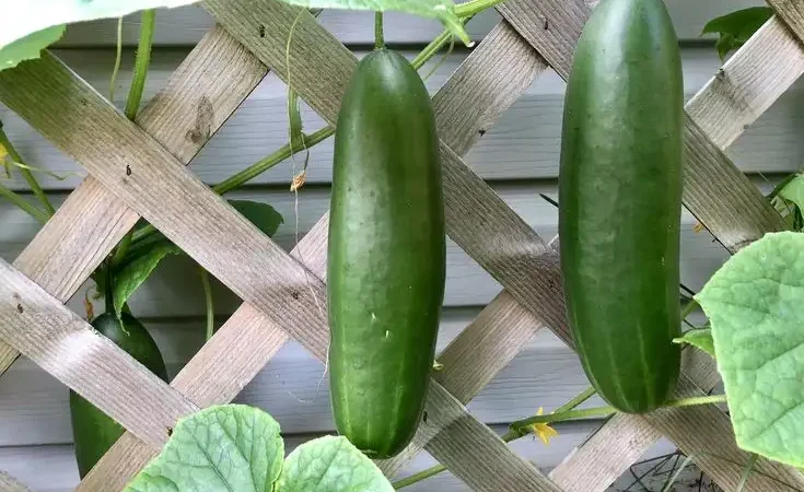 Why Fertilizers Matter for Cucumber Growth