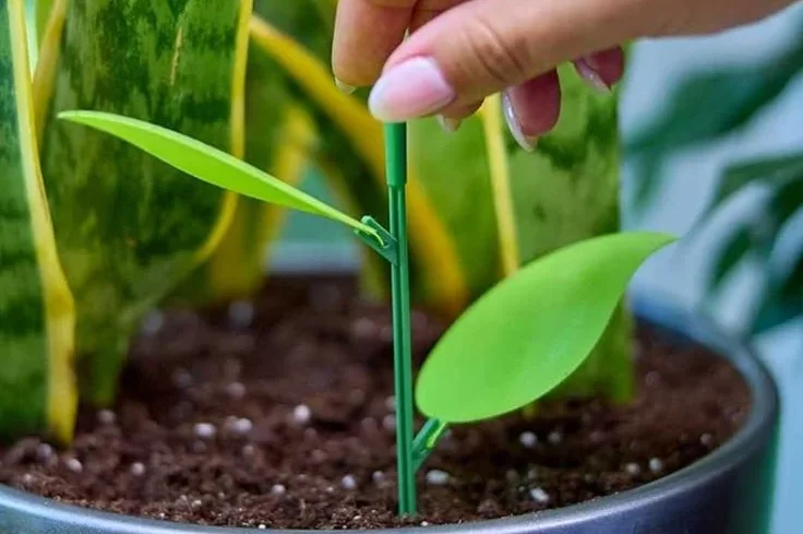 10. Monitor Your Plants Regularly