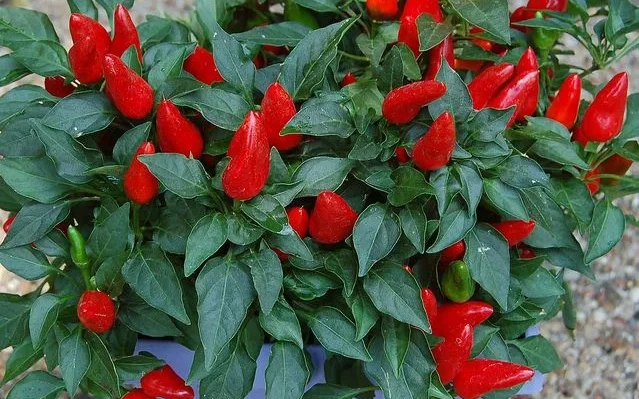 Essential Growing Conditions