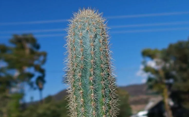 Understanding the Nutrient Needs of Cactus Plants