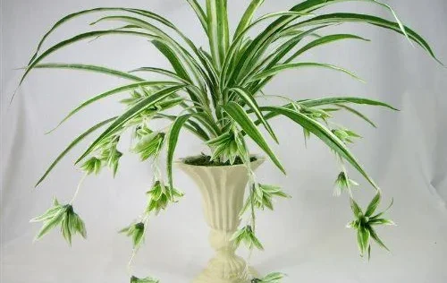 Recommended Placement for Spider Plants