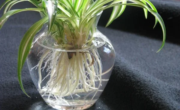 Can Spider Plants Live in Water Forever?