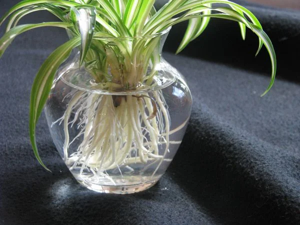 Sunlight Requirements for Outdoor Spider Plants