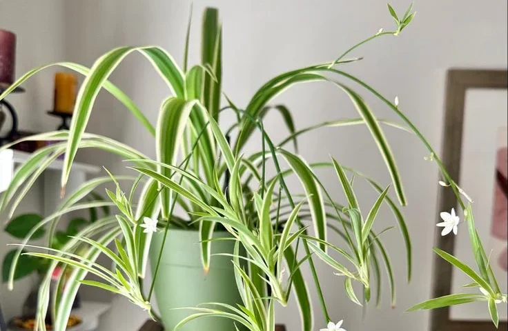 Common Problems and Solutions