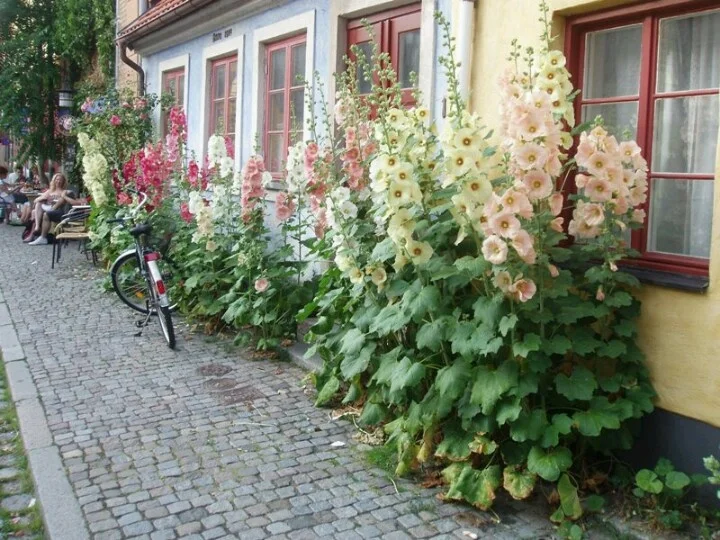 Care Tips for Growing Plants with Tall Flowers