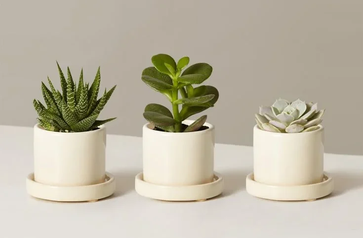 Care Guide for Indoor House Plants Small