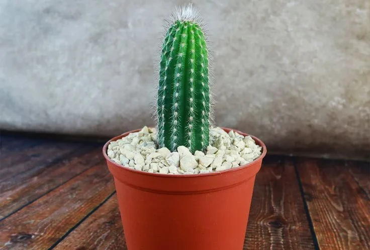 Fertilizer for Cactus Plant: Signs Your Cactus Needs Fertilizer