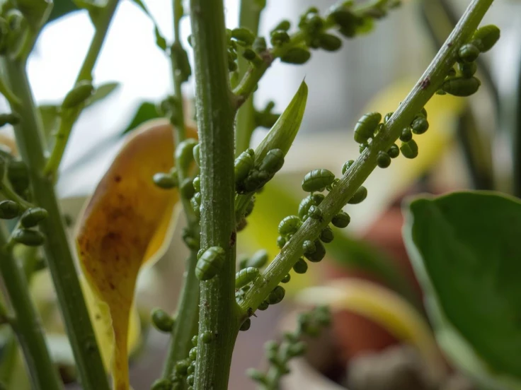 Detailed view of a plant featuring rich green leaves, highlighting the intricate patterns and freshness of nature.