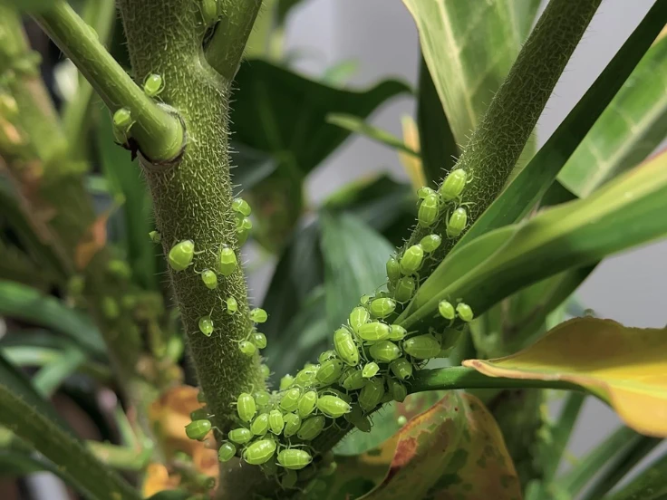 A lush green plant displaying small green bugs nestled among its leaves.