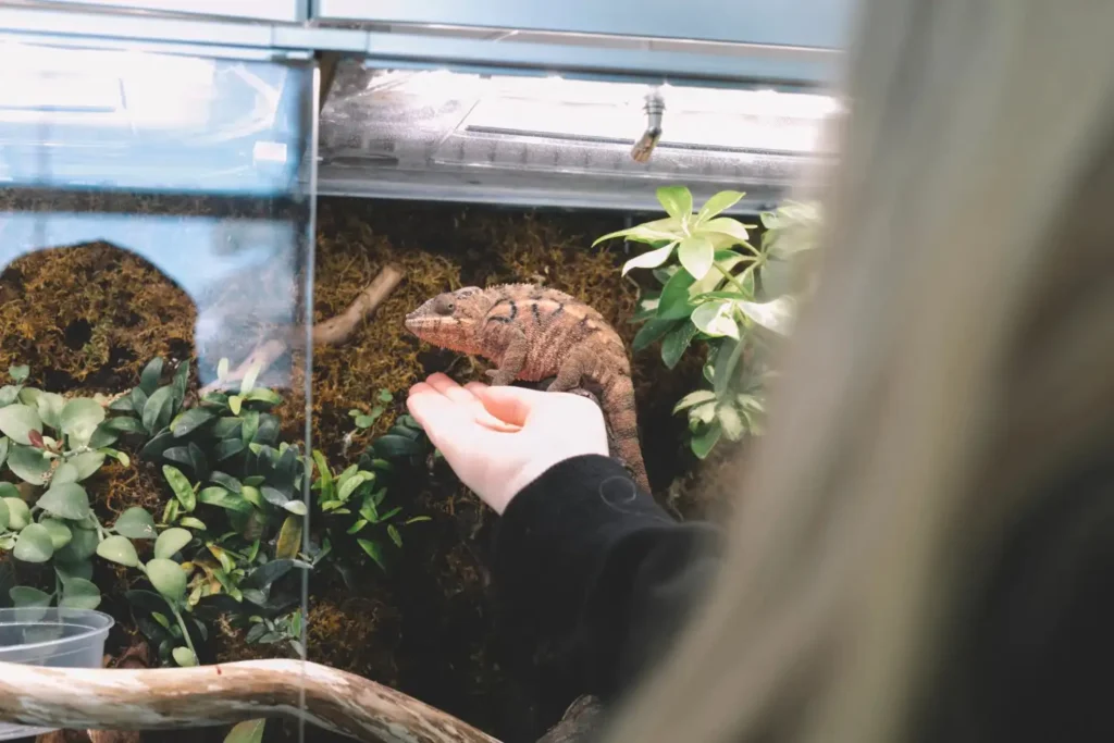Animal in bioactive terrarium