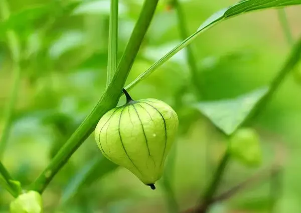 Best Fertilizers for Olive Trees