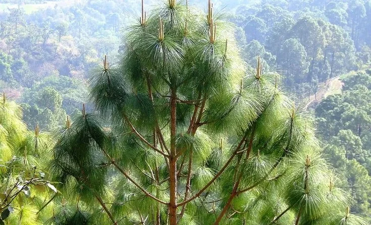 Maintenance Tips After Fertilizing