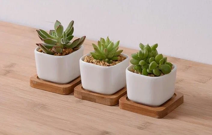 Key Considerations When Selecting Indoor House Plants Small