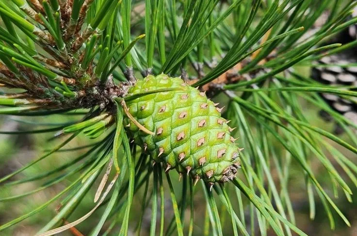 How to Fertilize Pine Trees Step by Step