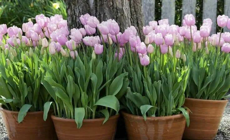 Benefits of Adding Tall Flowering Plants