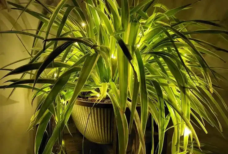 Ideal Light for Spider Plants: Bright, Indirect Sunlight