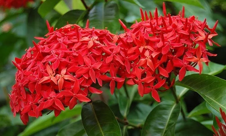 Why Ixora Plants Need Fertilizer