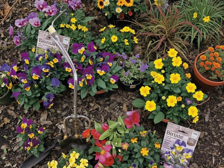 Colorful flowers in pots with a shiny shovel nearby, perfect for a cheerful gardening scene.